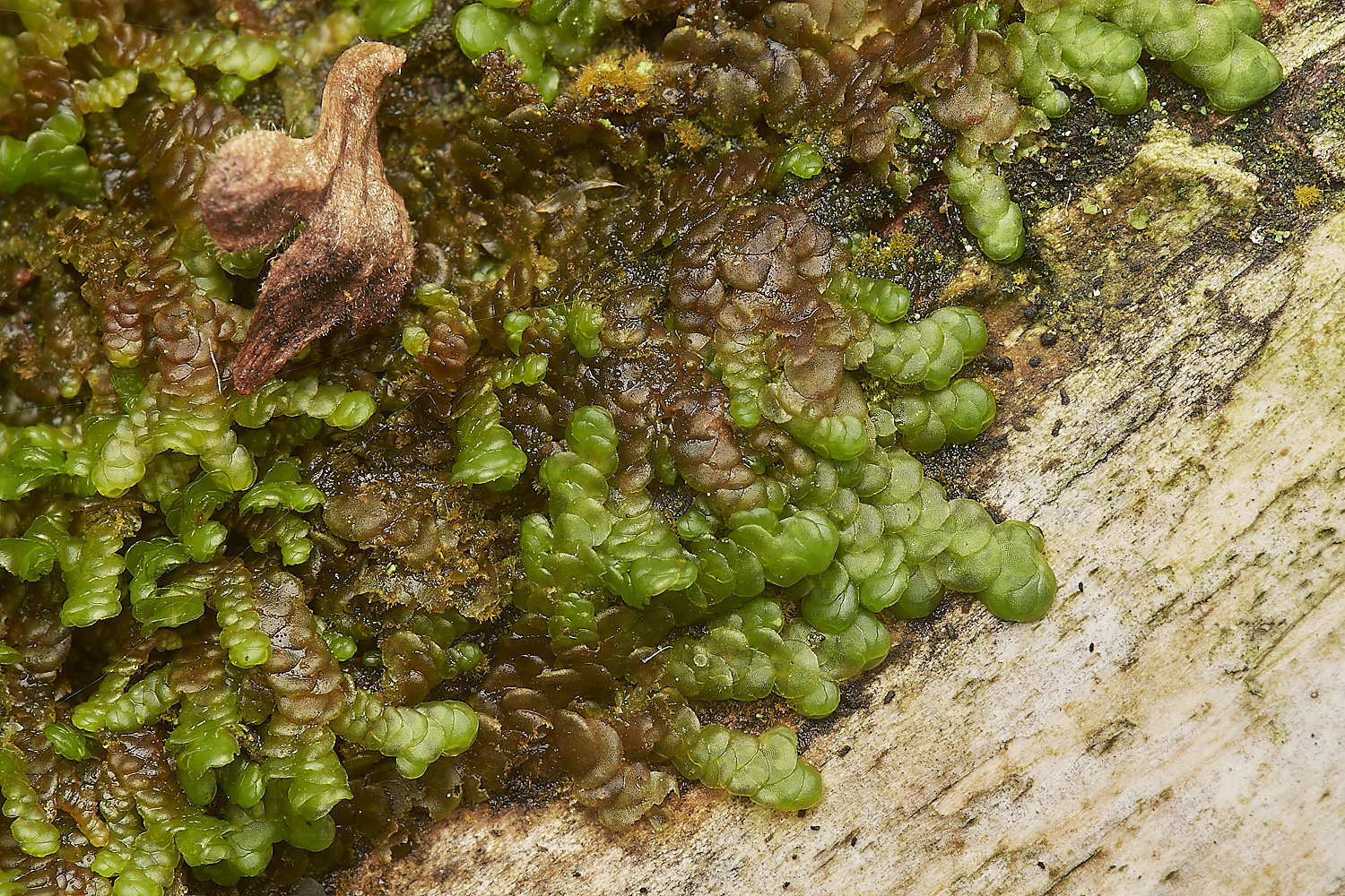 CrostwightHeathFdilatata171023-2-NEF_DxO_DeepPRIMEXD