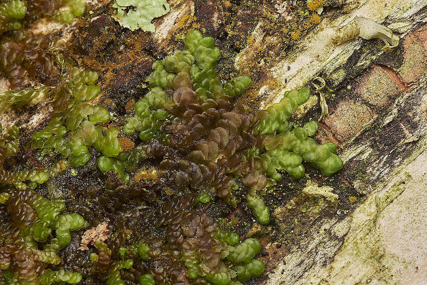 CrostwightHeathFdilatata171023-3-NEF_DxO_DeepPRIMEXD