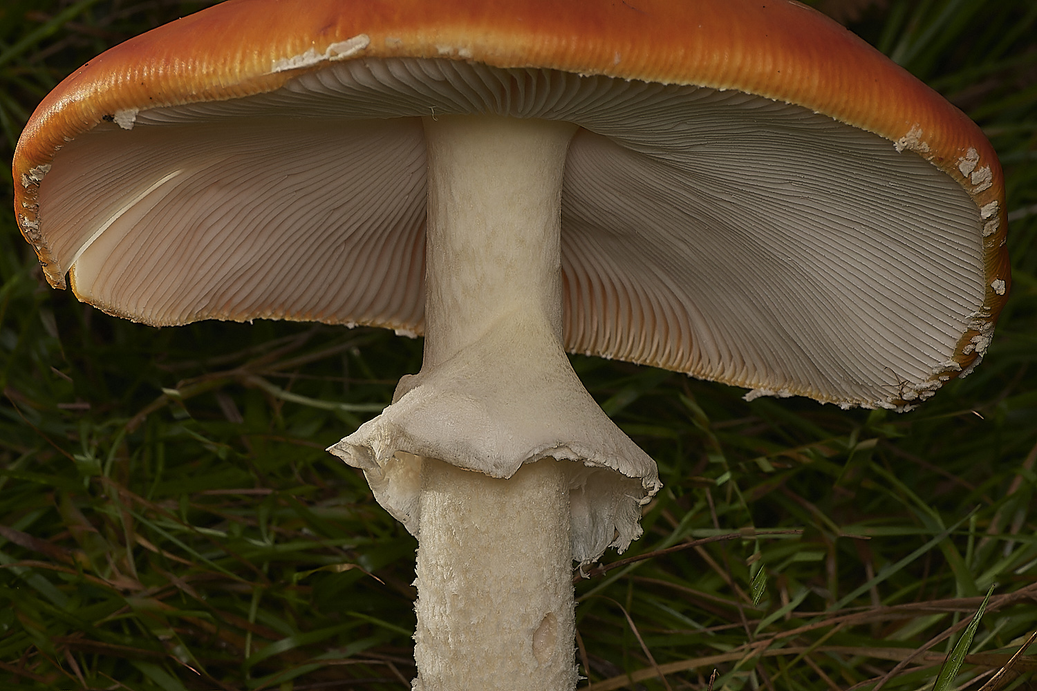 CrostwightHeathFlyAgaric171023-1-NEF_DxO_DeepPRIMEXD