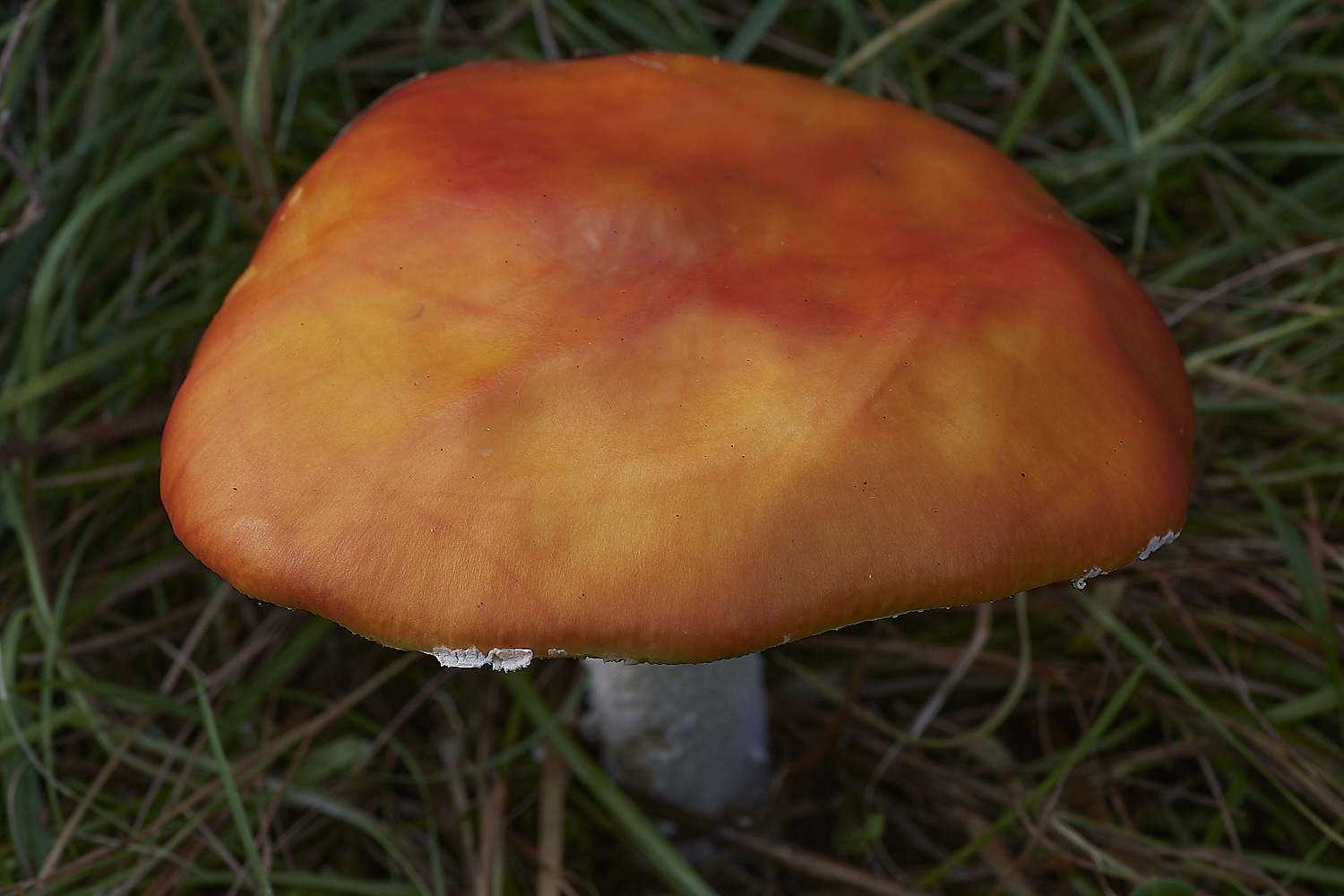 CrostwightHeathFlyAgaric171023-2-NEF_DxO_DeepPRIMEXD