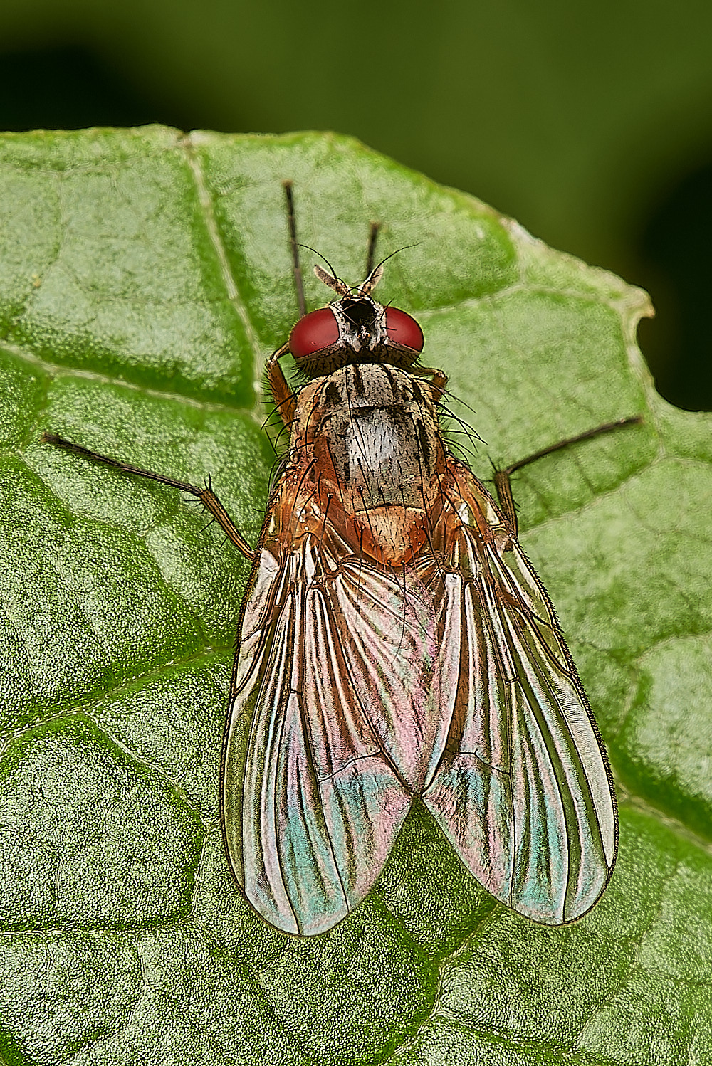 CrostwightHeathFlySp171023-1-NEF_DxO_DeepPRIMEXD