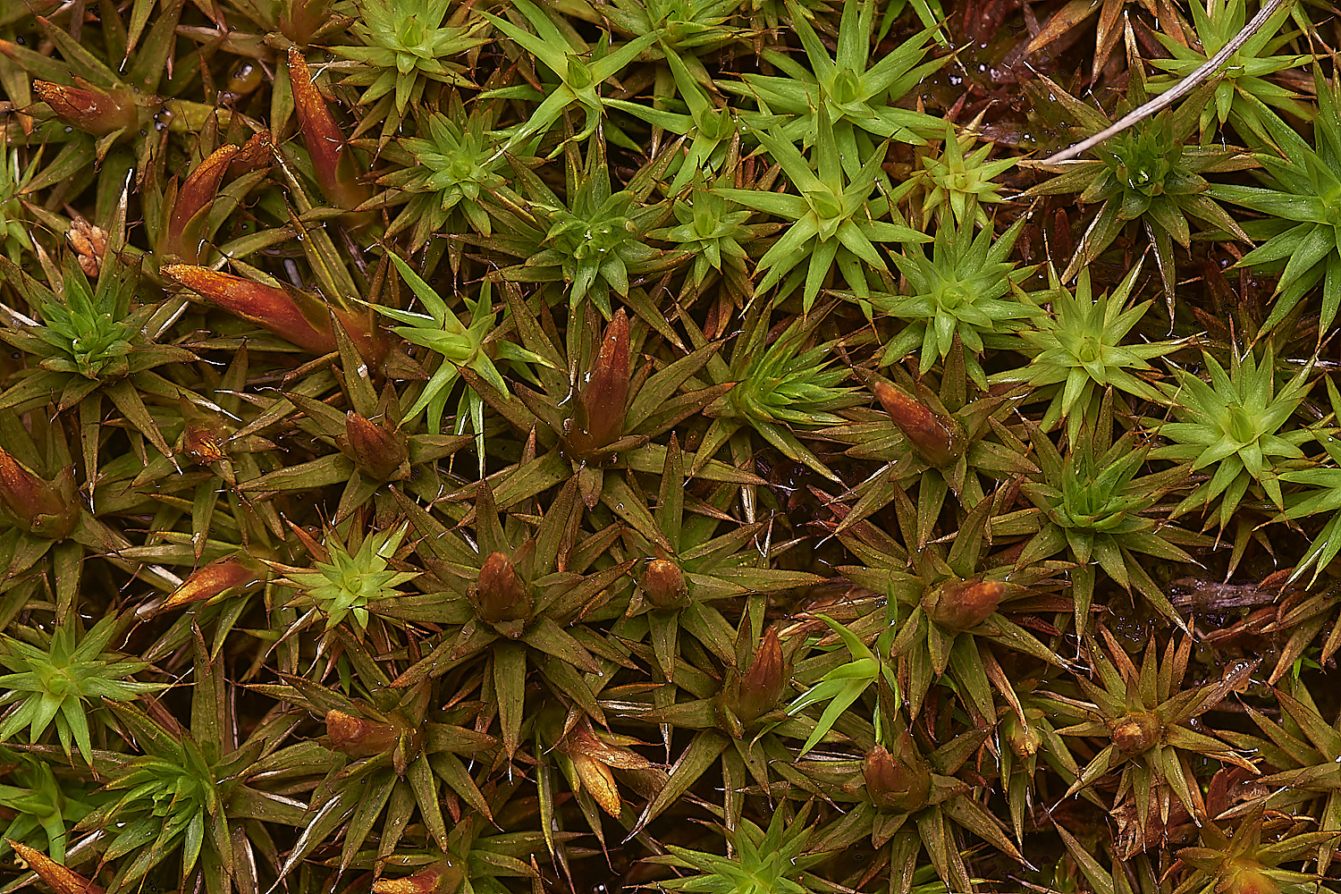 CrostwightHeathHaircap171023-1-NEF_DxO_DeepPRIMEXD