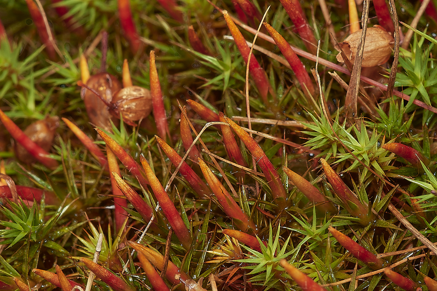 CrostwightHeathHaircap171023-2-NEF_DxO_DeepPRIMEXD