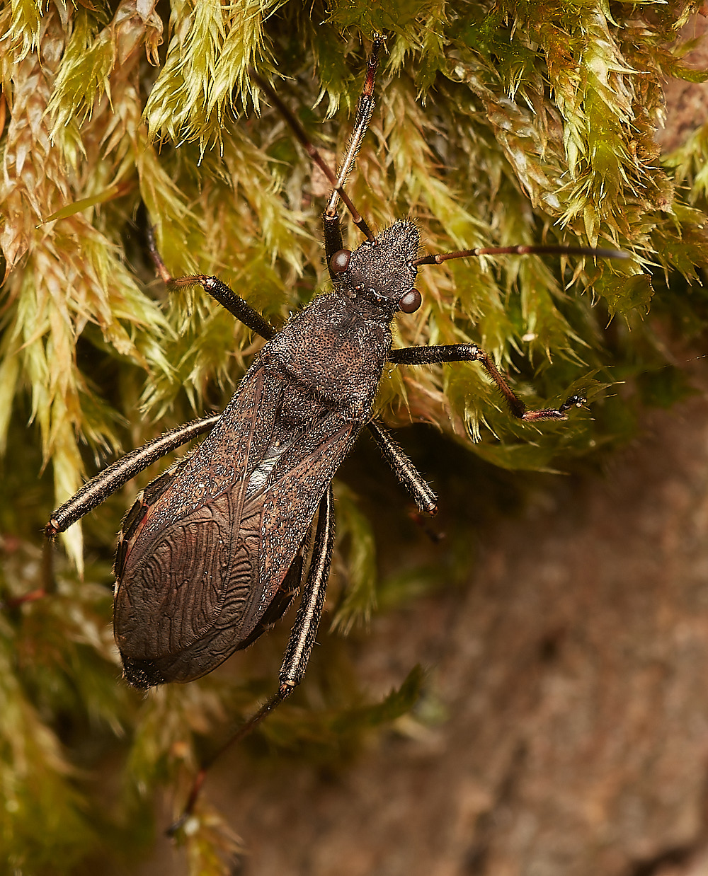 CrostwightHeathInsect171023-2-NEF_DxO_DeepPRIMEXD 1