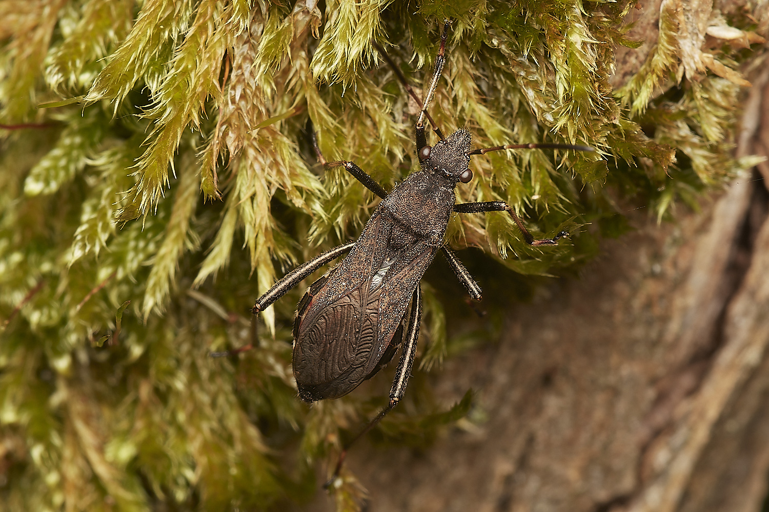 CrostwightHeathInsect171023-2-NEF_DxO_DeepPRIMEXD