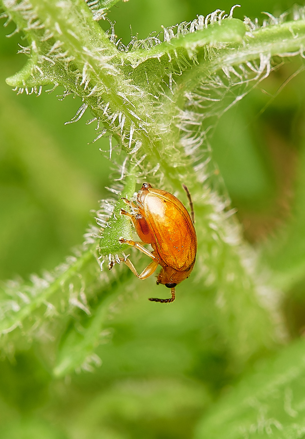 CrostwightHeathLOB171023-1-NEF_DxO_DeepPRIMEXD