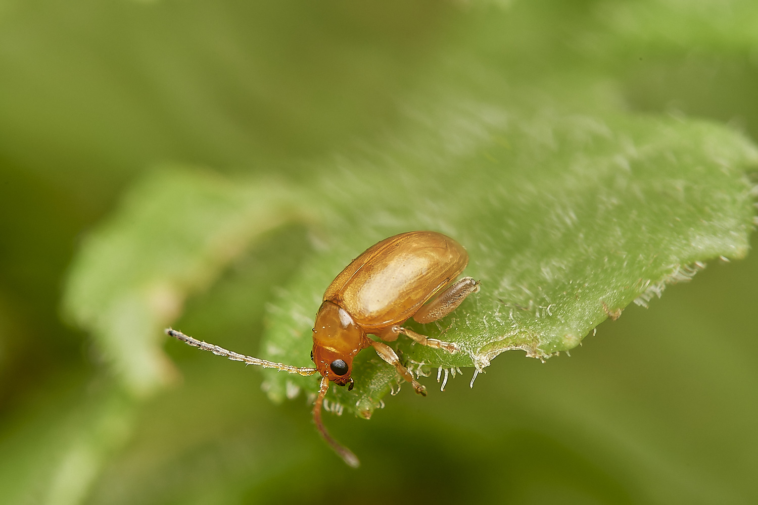 CrostwightHeathLOB171023-4-NEF_DxO_DeepPRIMEXD