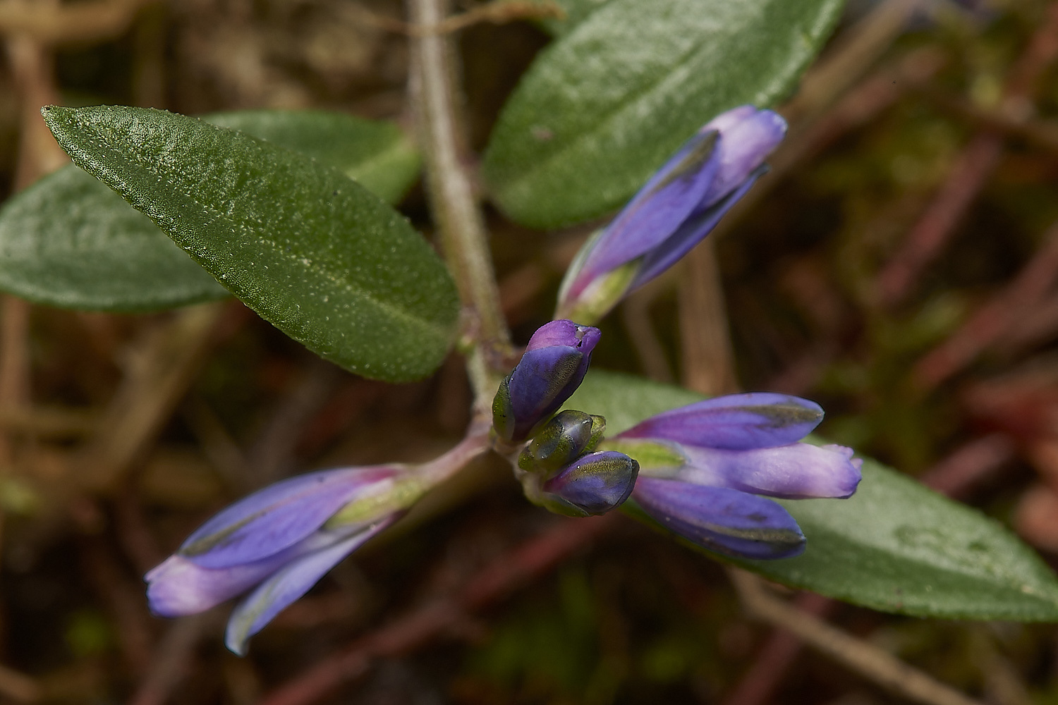 CrostwightHeathMilkwort171023-1-NEF_DxO_DeepPRIMEXD