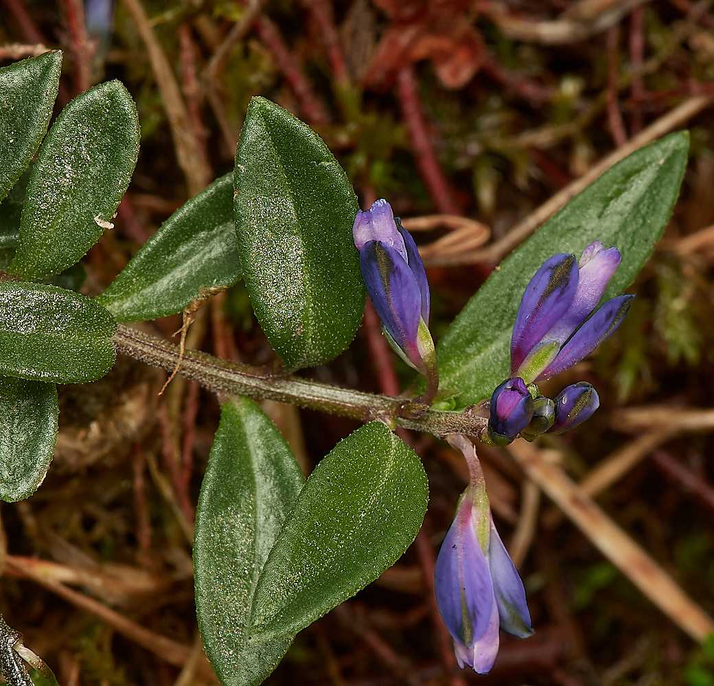 CrostwightHeathMilkwort171023-2-NEF_DxO_DeepPRIMEXD