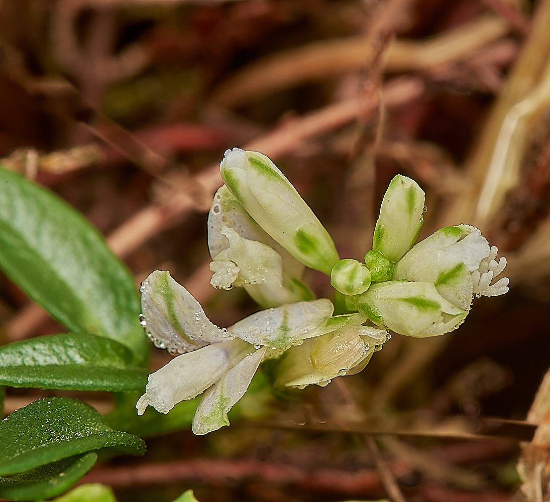 CrostwightHeathMilkwort171023-3-NEF_DxO_DeepPRIMEXD