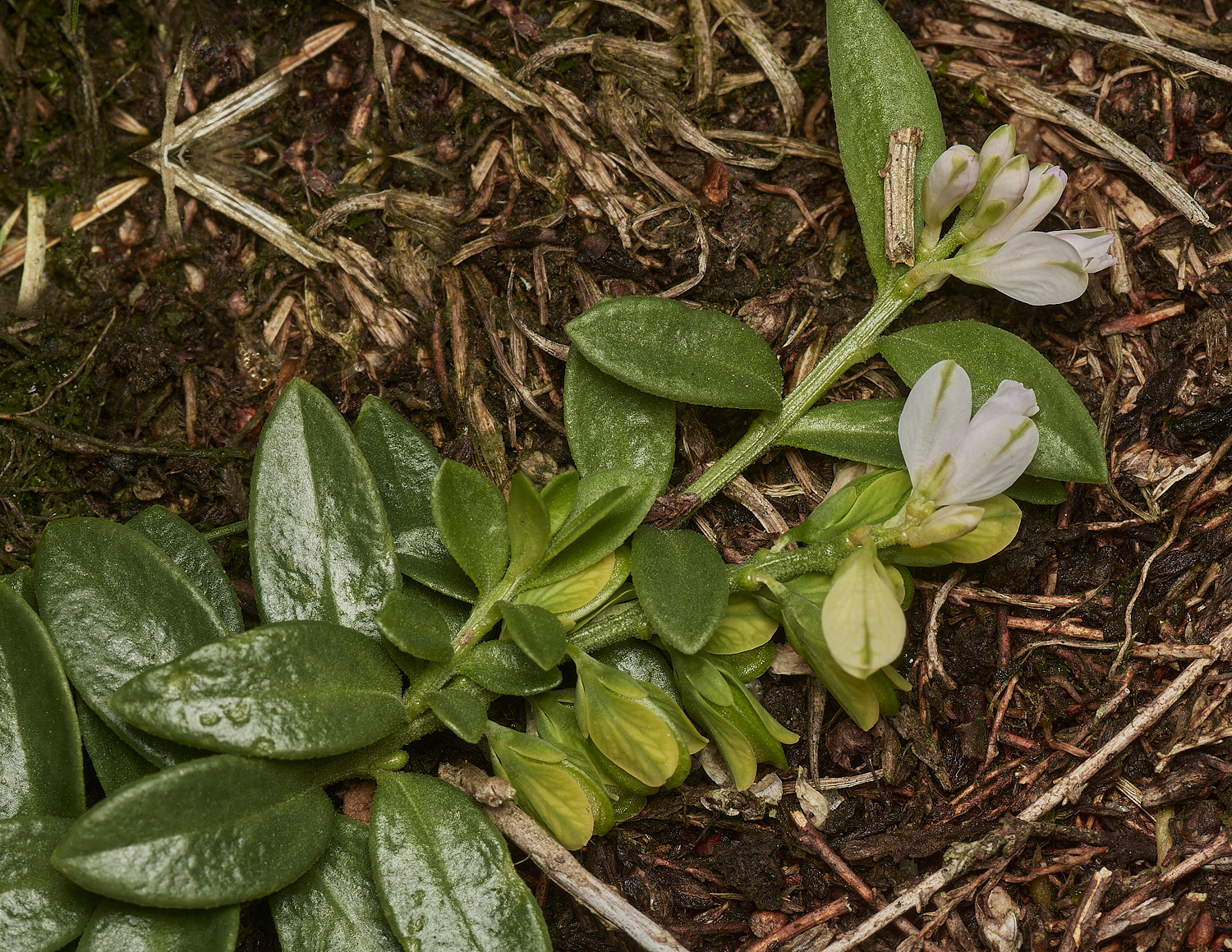 CrostwightHeathMilkwort171023-4-NEF_DxO_DeepPRIMEXD
