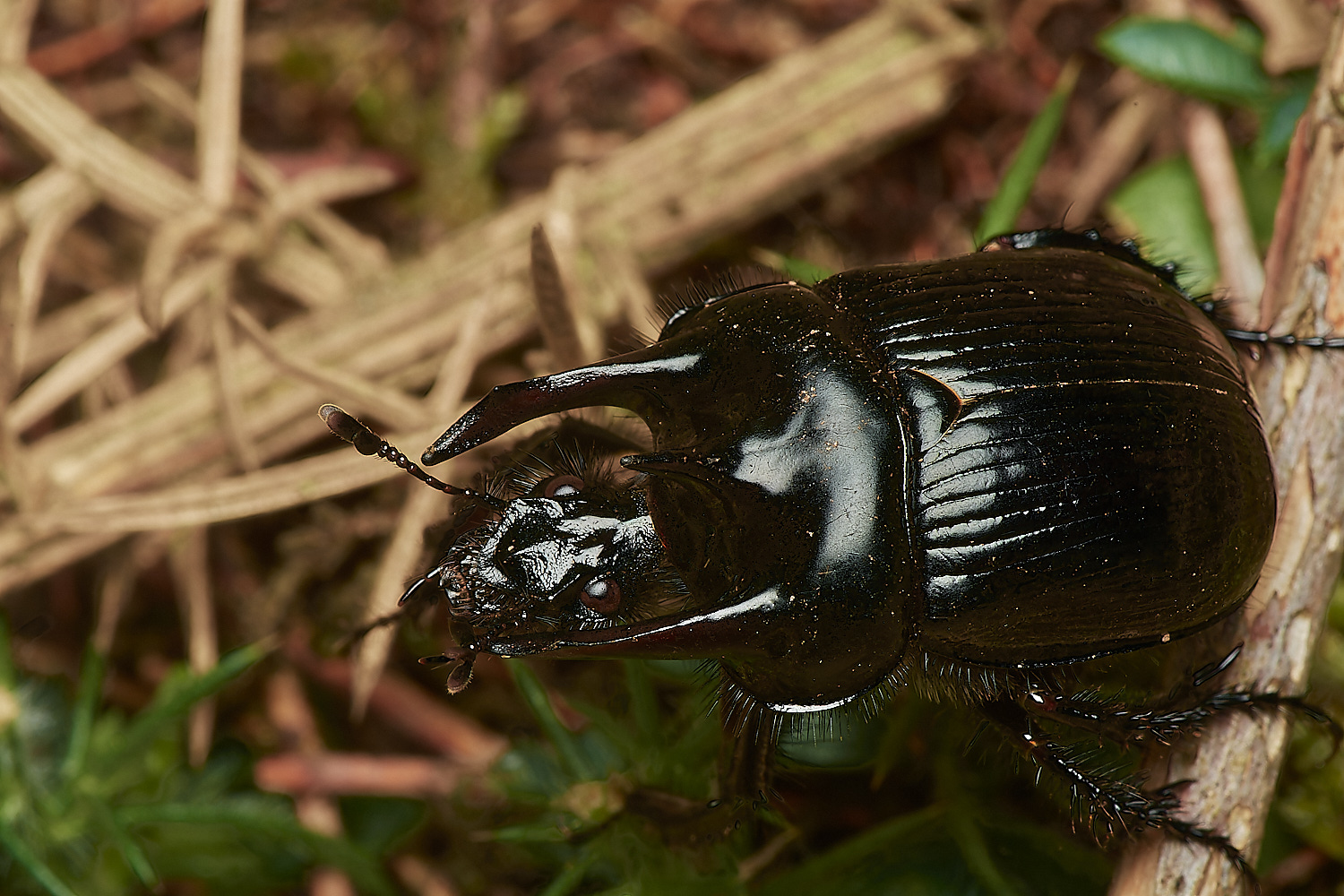 CrostwightHeathMinotaur171023-1-NEF_DxO_DeepPRIMEXD