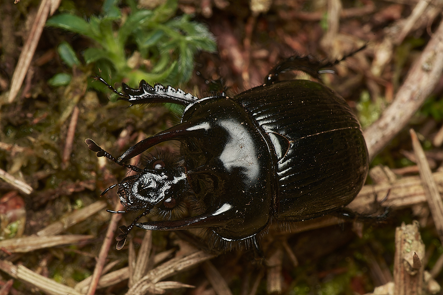 CrostwightHeathMinotaur171023-2-NEF_DxO_DeepPRIMEXD