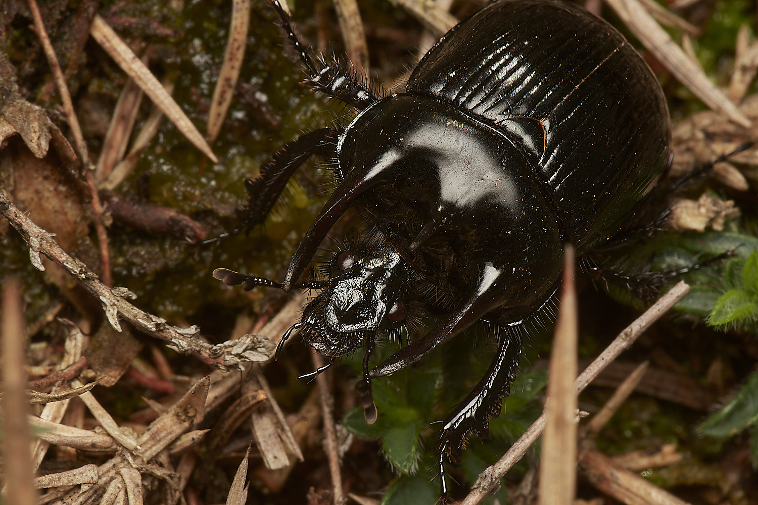 CrostwightHeathMinotaur171023-3-NEF_DxO_DeepPRIMEXD