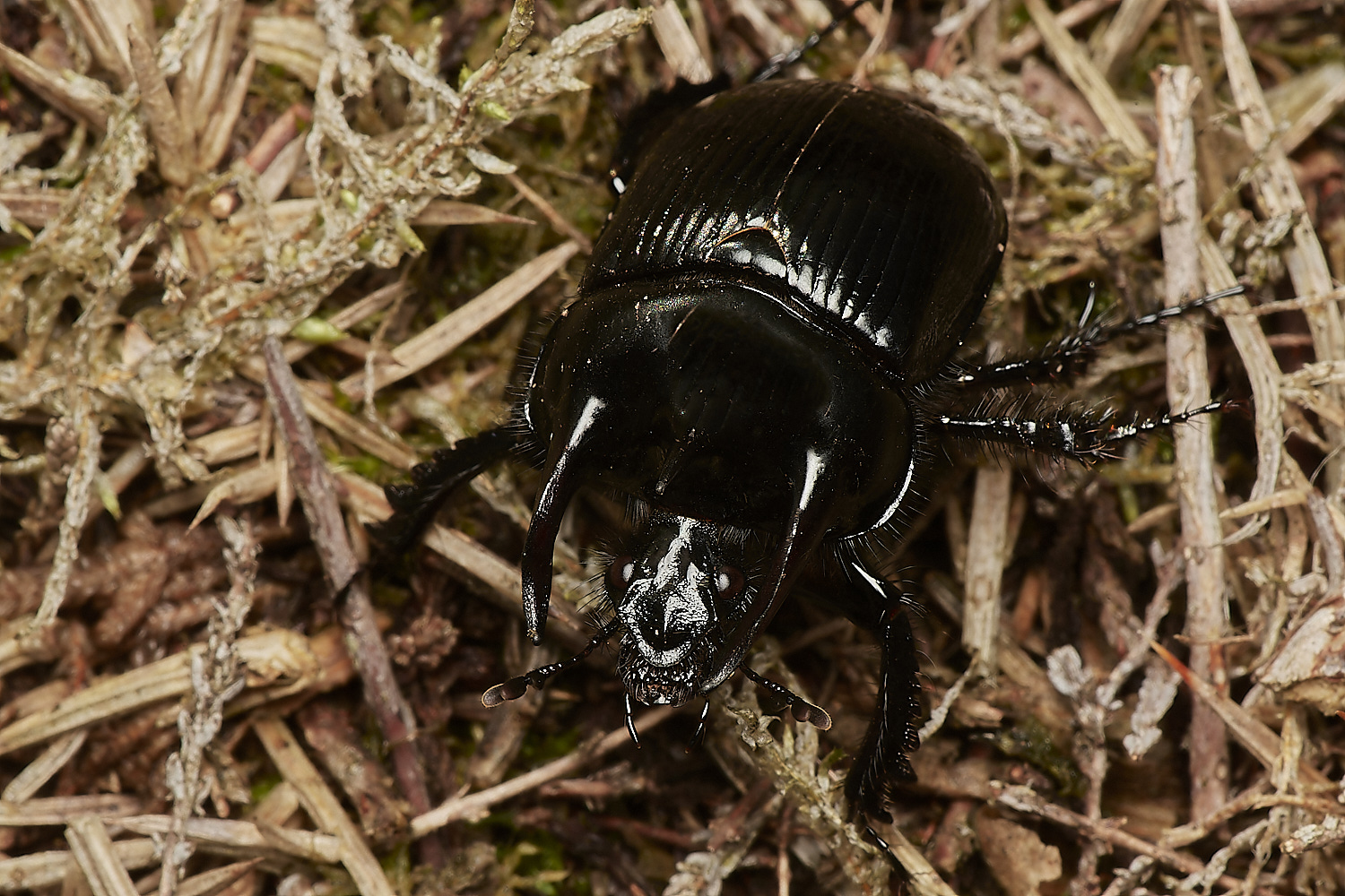 CrostwightHeathMinotaur171023-4-NEF_DxO_DeepPRIMEXD