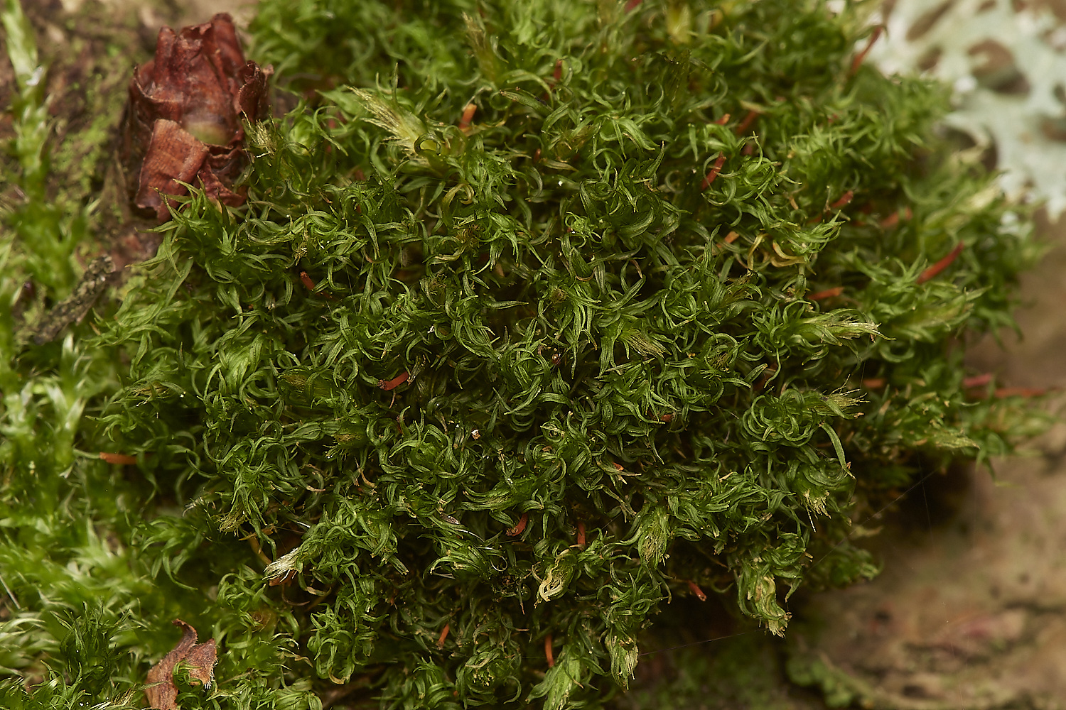 CrostwightHeathMoss171023-1-NEF_DxO_DeepPRIMEXD