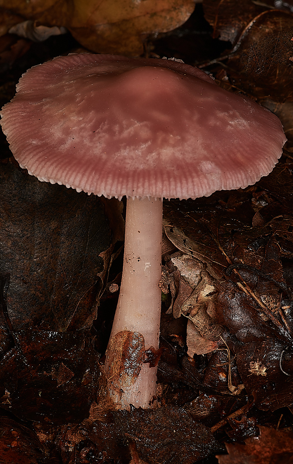 CrostwightHeathMycenarosea171023-1-NEF_DxO_DeepPRIMEXD