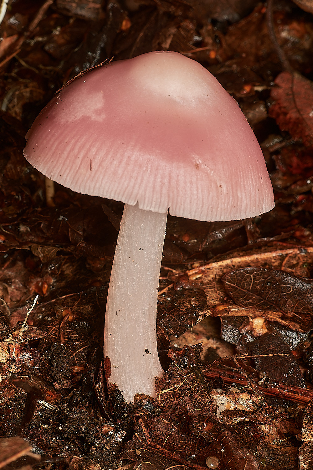 CrostwightHeathMycenarosea171023-2-NEF_DxO_DeepPRIMEXD