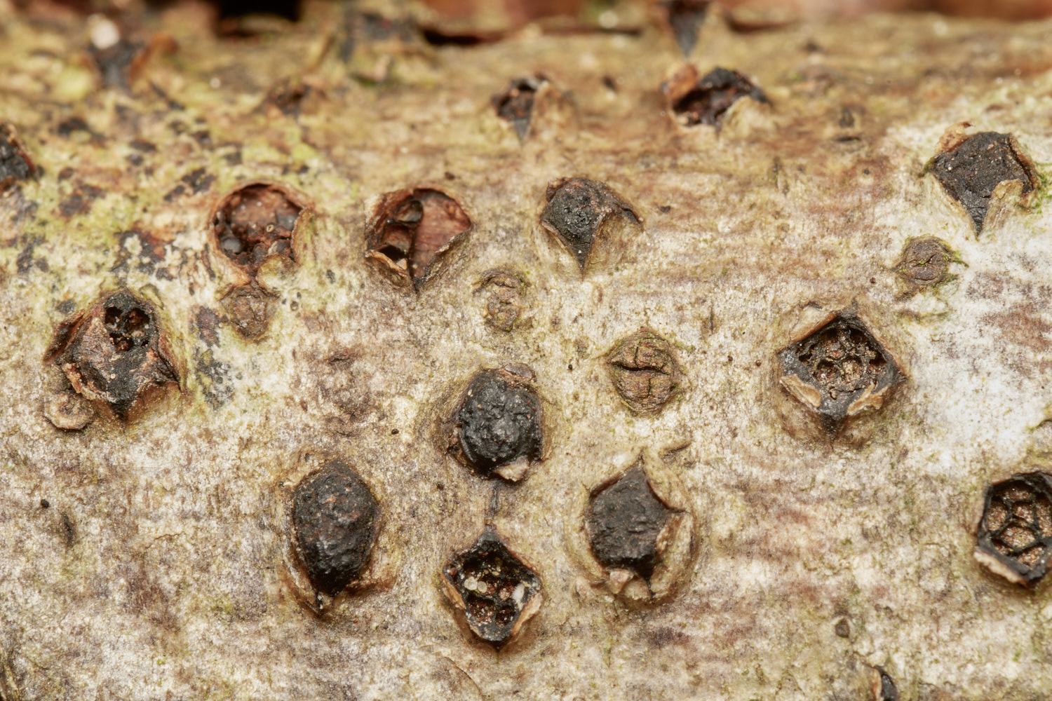 CrostwightHeathOakBlack171023-1-NEF_DxO_DeepPRIMEXD