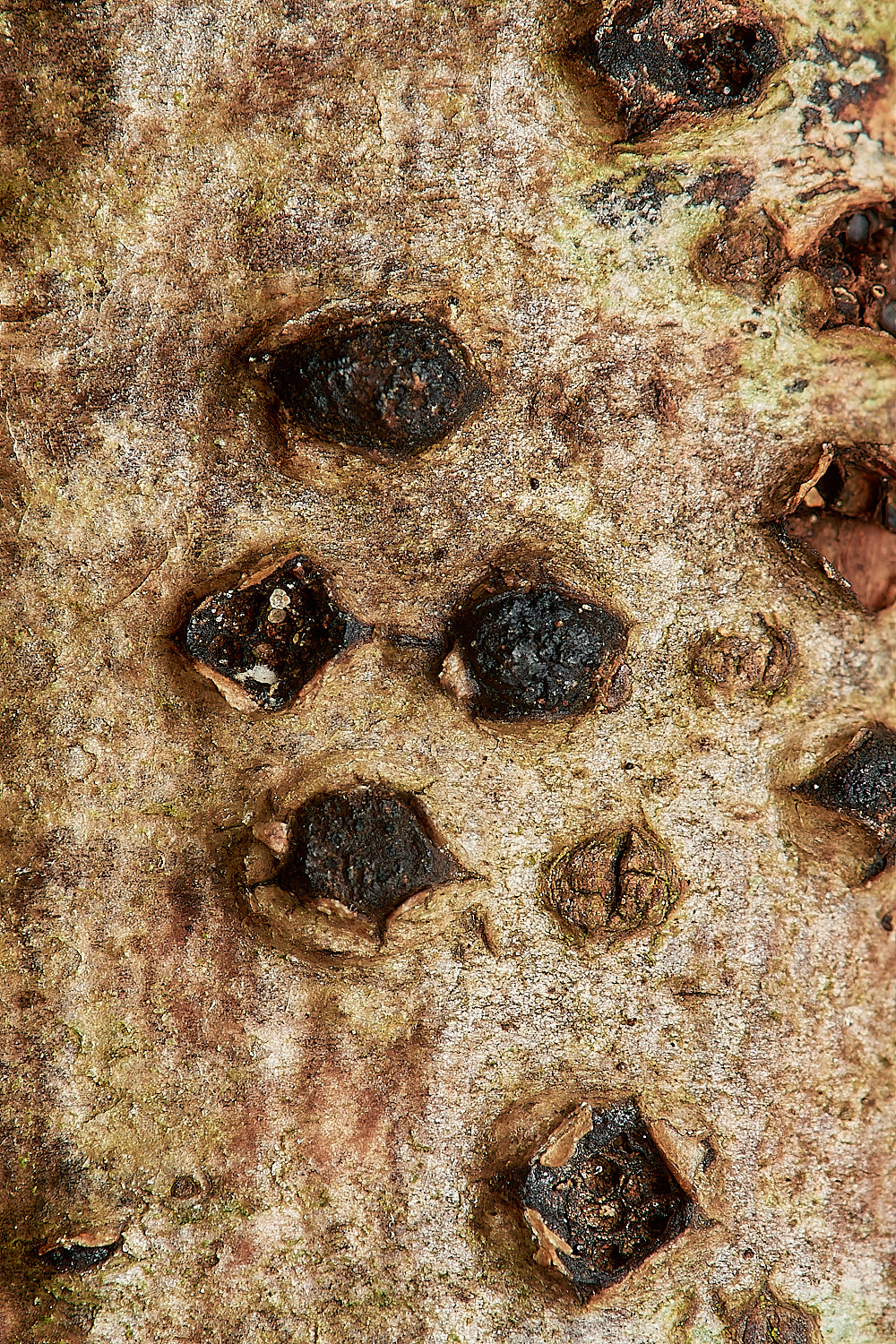 CrostwightHeathOakBlack171023-2-NEF_DxO_DeepPRIMEXD