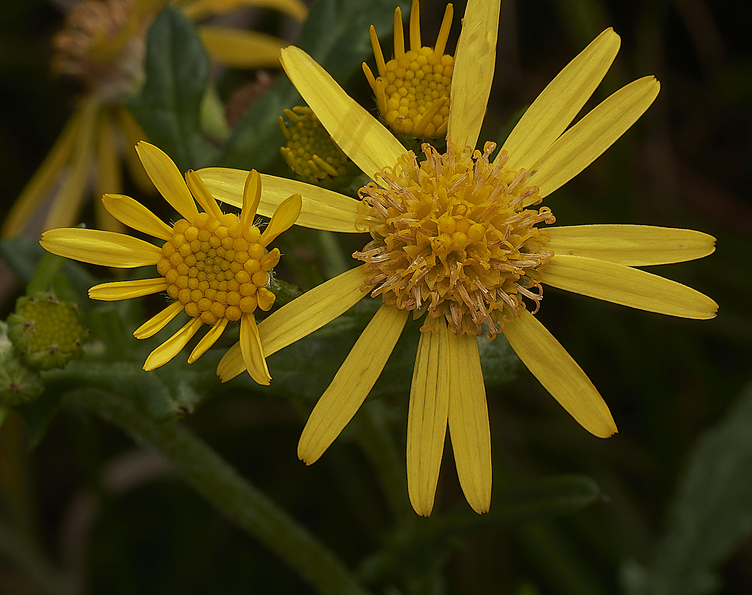 CrostwightHeathOxfordRagwort171023-1-NEF_DxO_DeepPRIMEXD