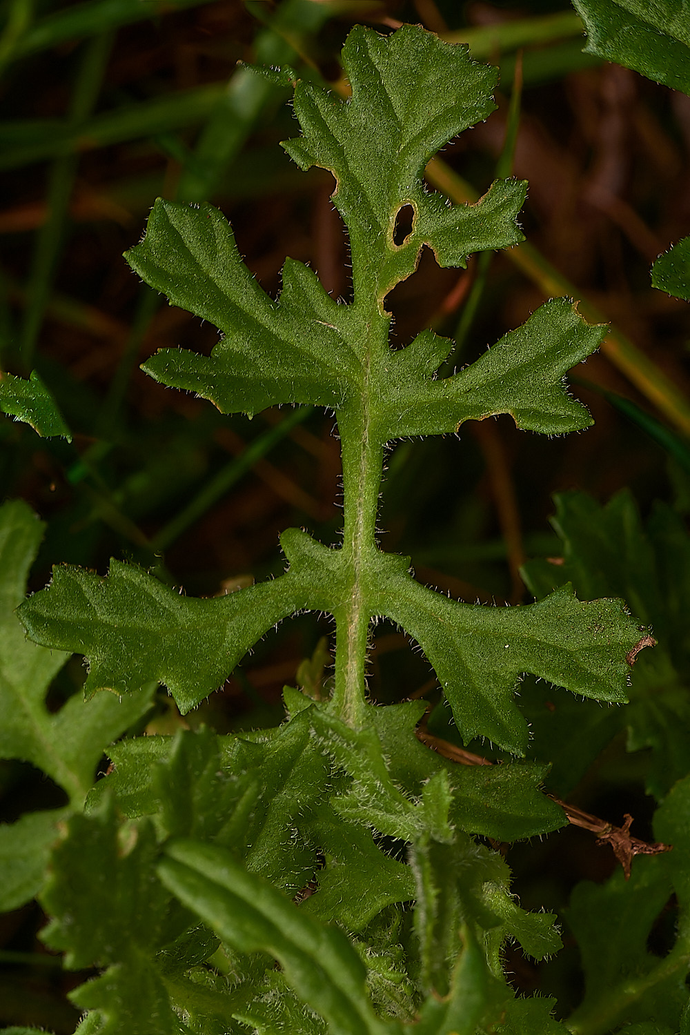 CrostwightHeathOxfordRagwort171023-2-NEF_DxO_DeepPRIMEXD