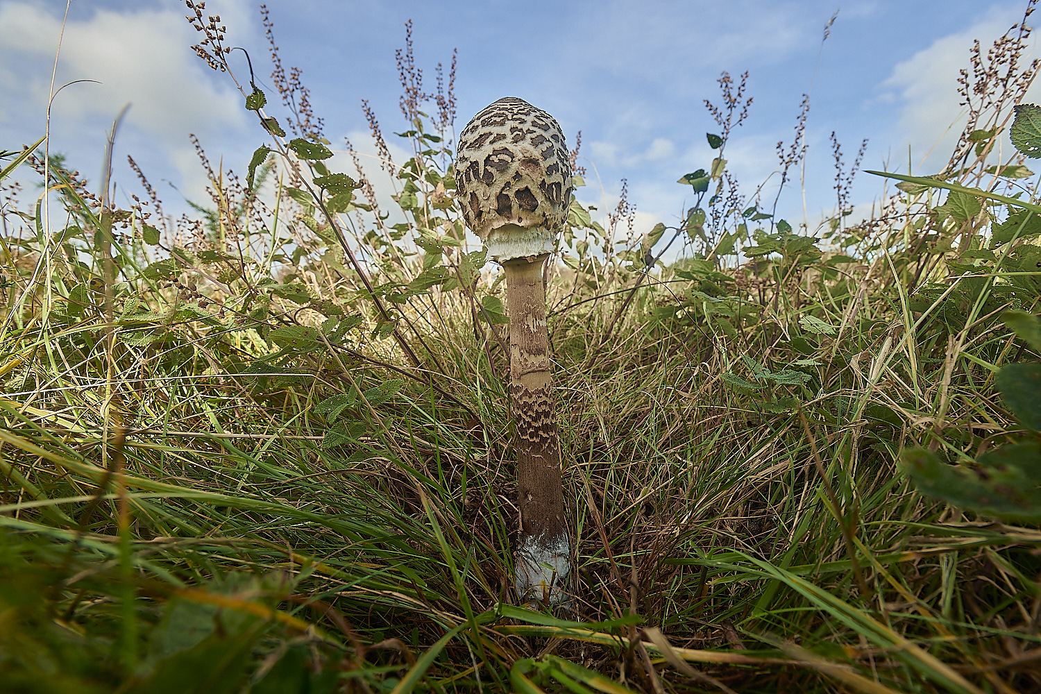CrostwightHeathParasol171023-2-NEF_DxO_DeepPRIMEXD