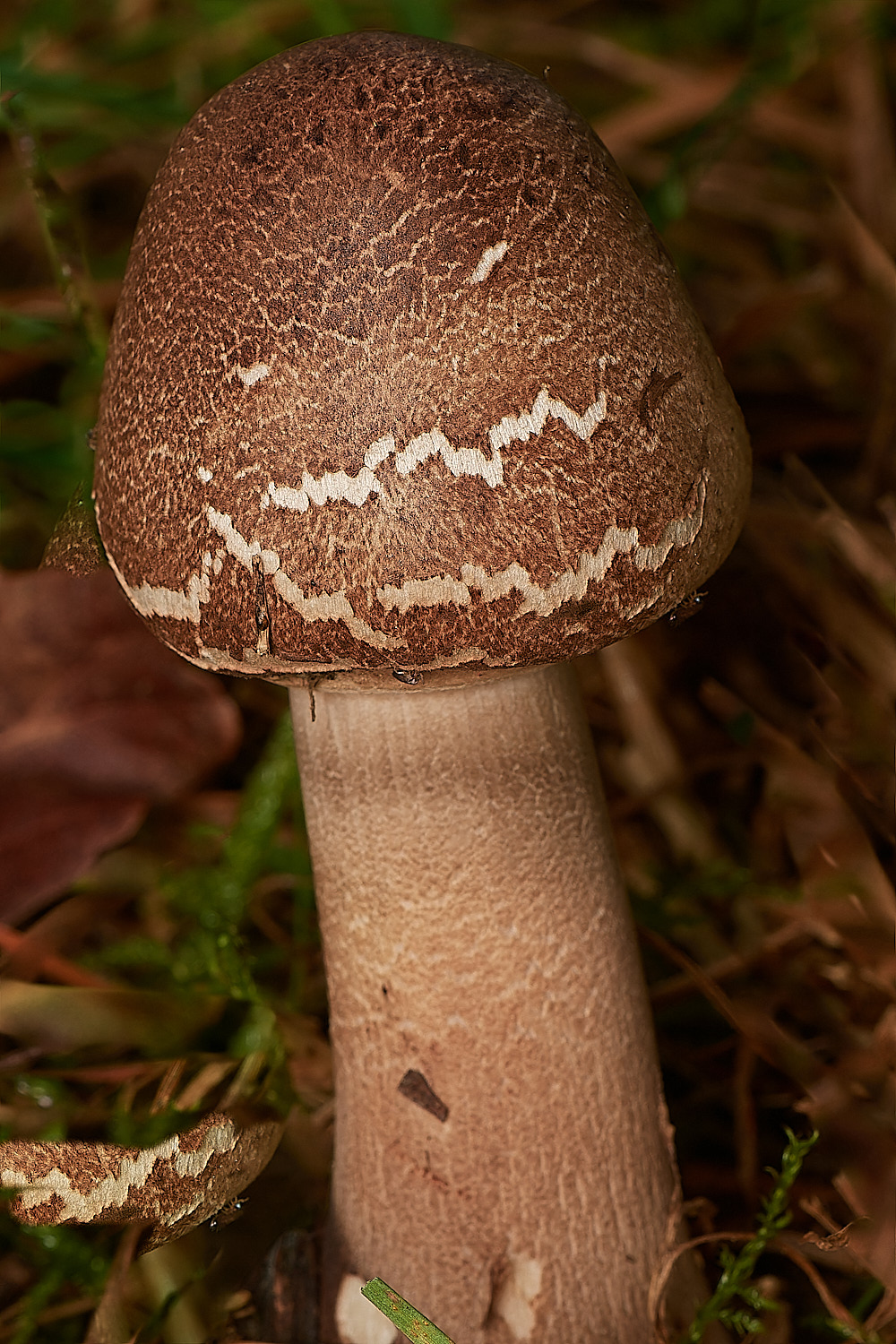 CrostwightHeathParasol171023-3-NEF_DxO_DeepPRIMEXD