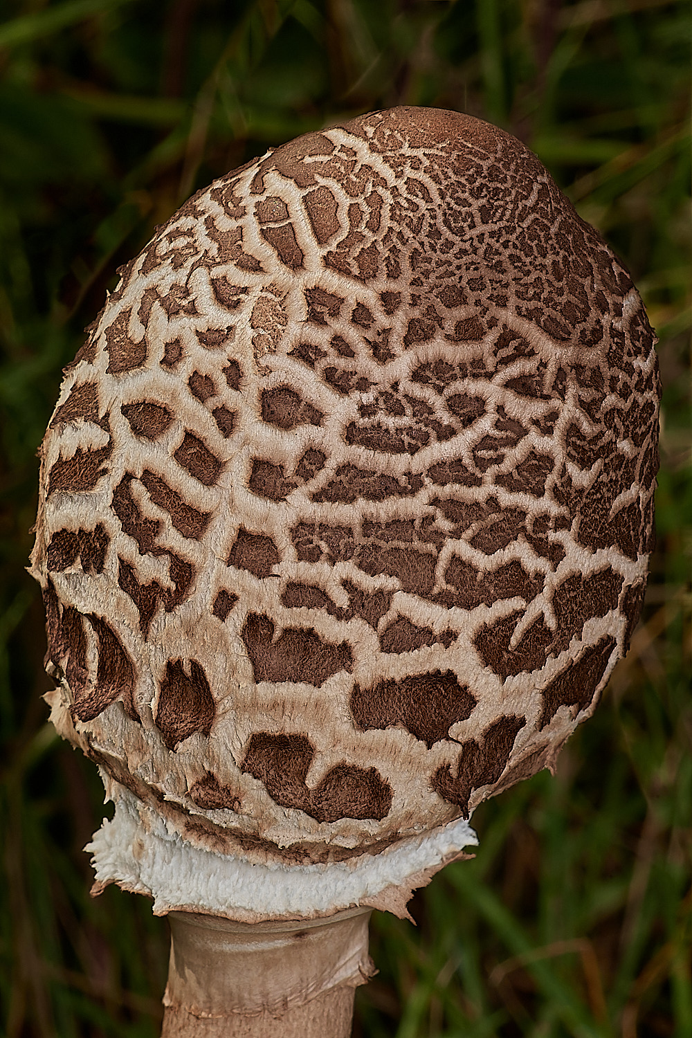 CrostwightHeathParasol171023-5-NEF_DxO_DeepPRIMEXD