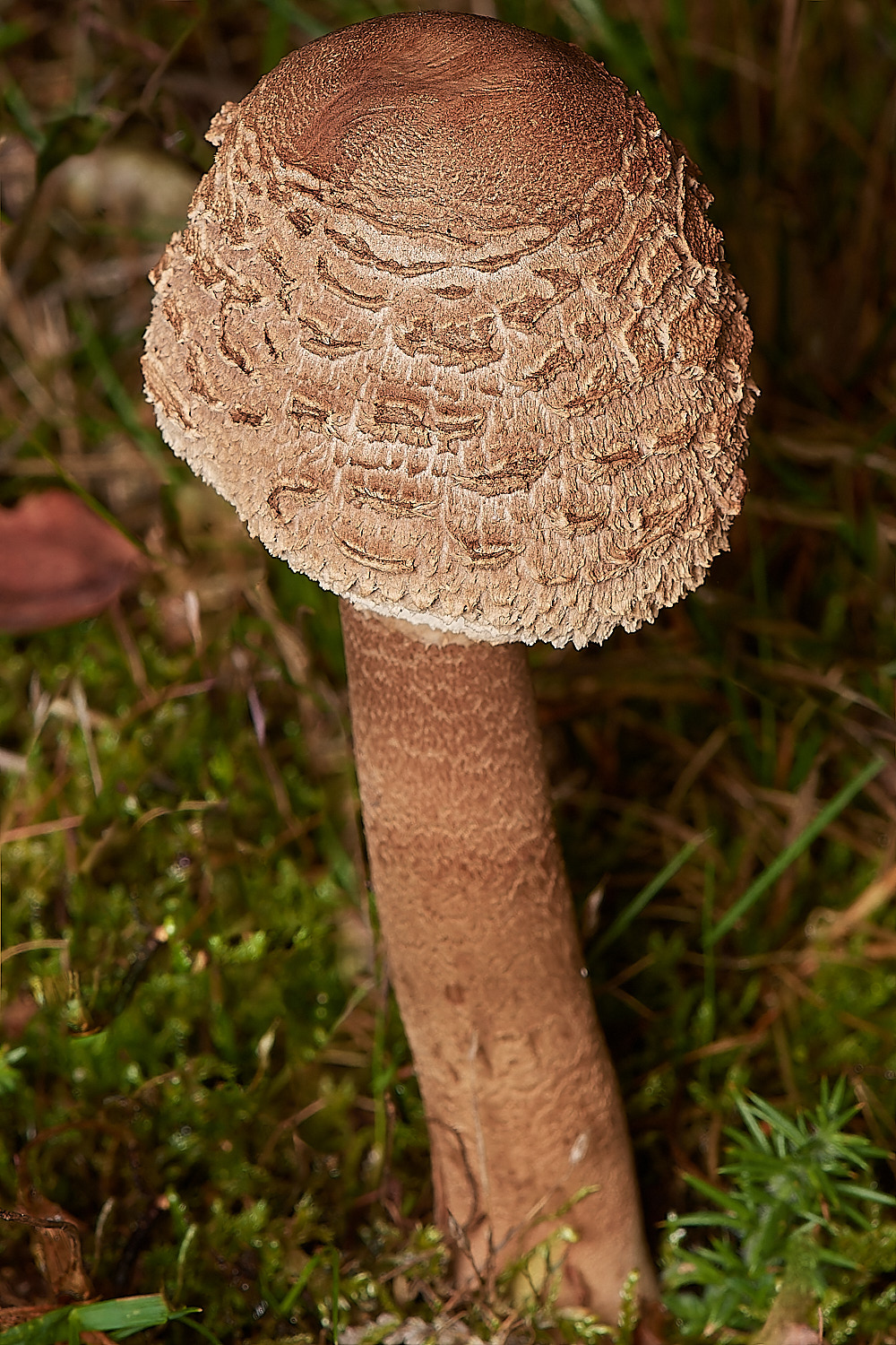 CrostwightHeathParasol3171023-4-NEF_DxO_DeepPRIMEXD