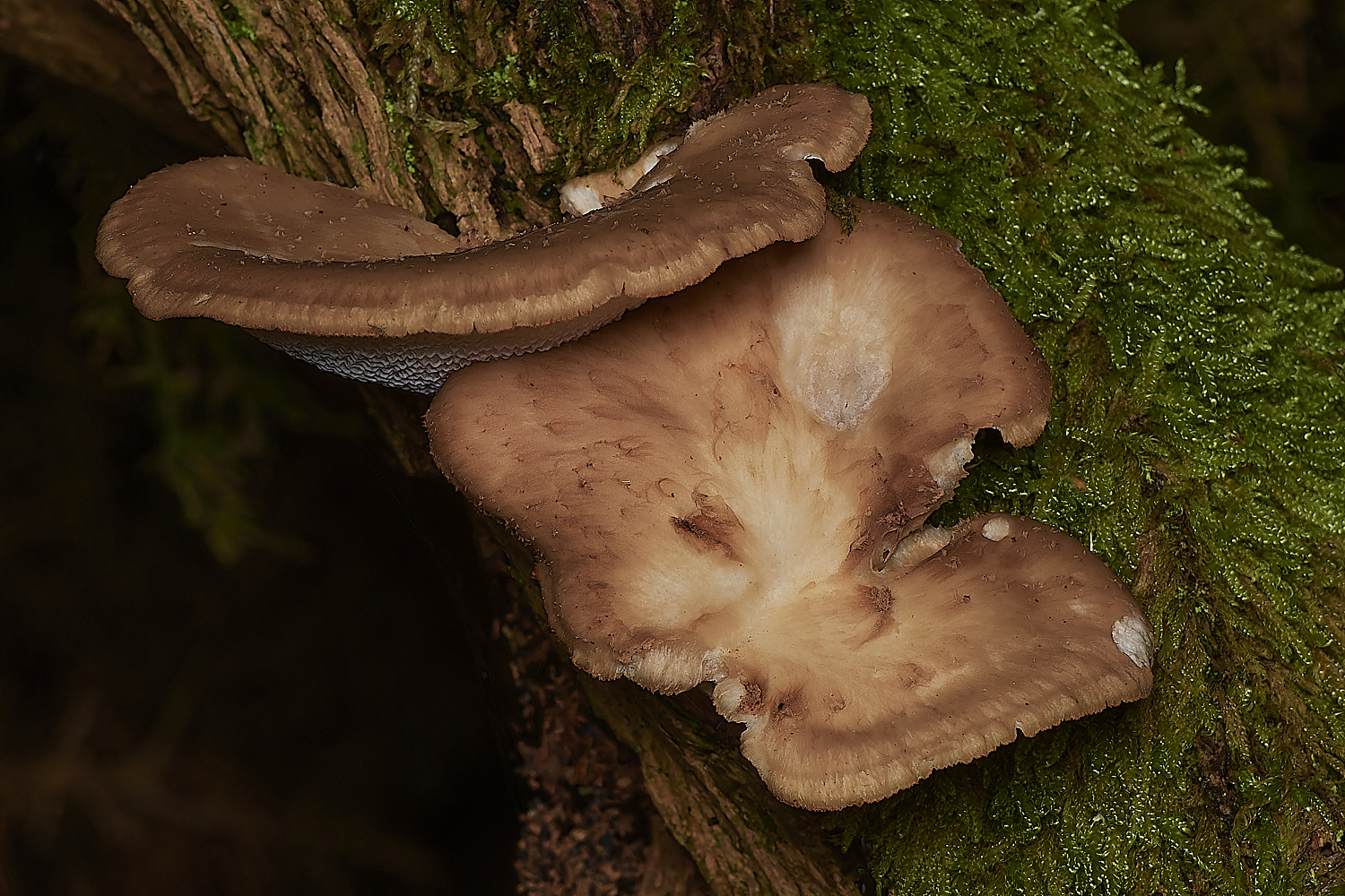 CrostwightHeathPolypore171023-1-NEF_DxO_DeepPRIMEXD