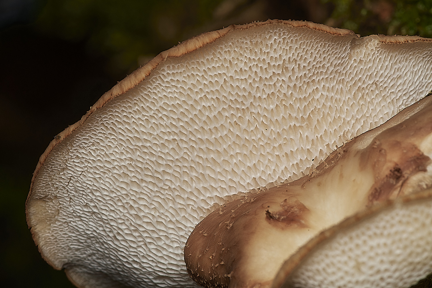 CrostwightHeathPolypore171023-3-NEF_DxO_DeepPRIMEXD