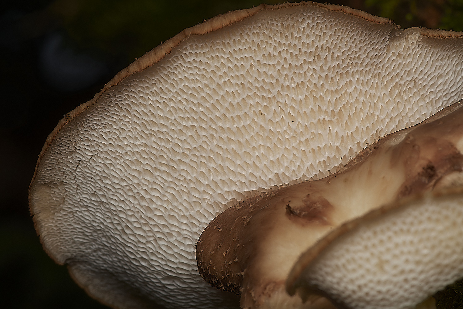 CrostwightHeathPolypore171023-4-NEF_DxO_DeepPRIMEXD