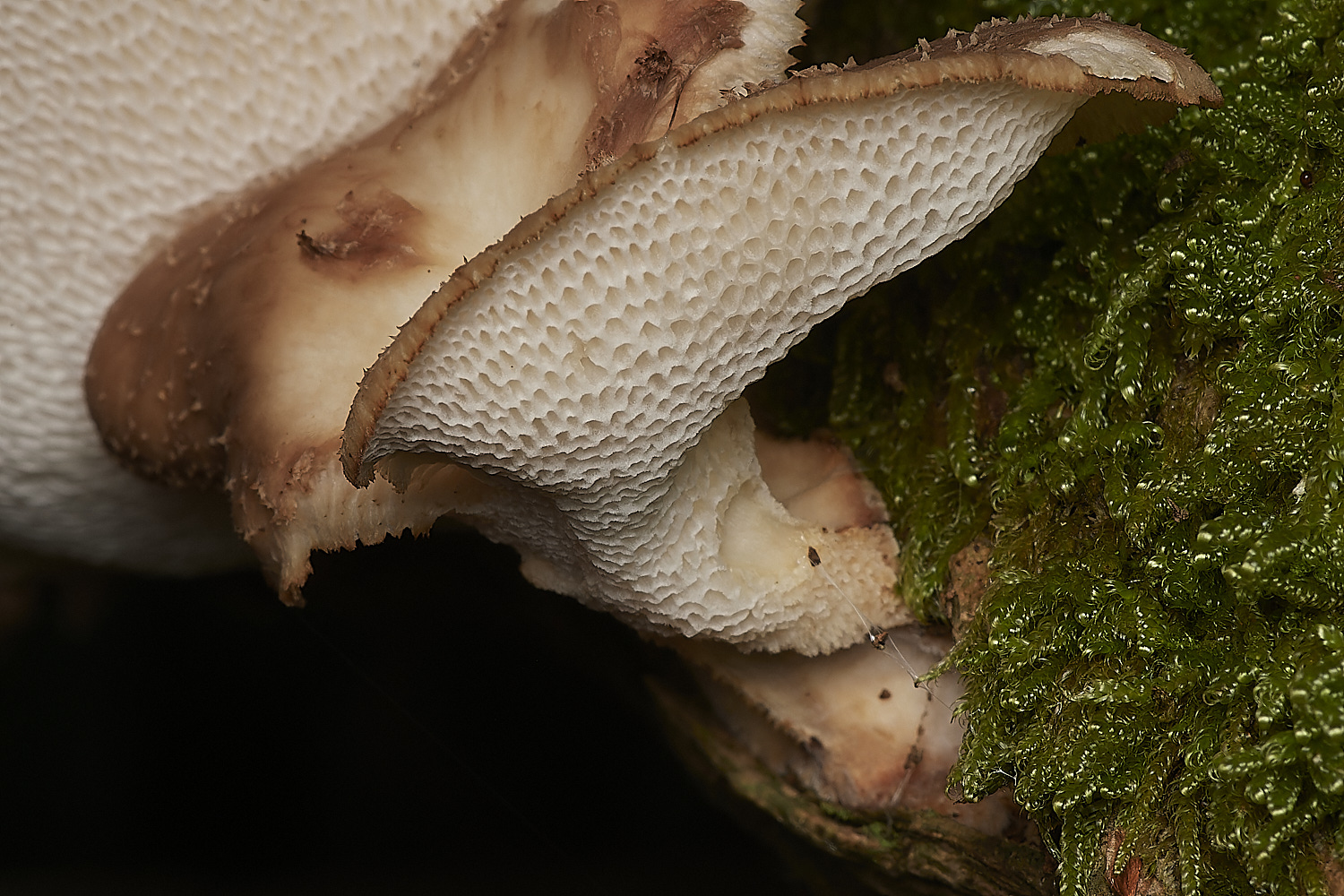 CrostwightHeathPolypore171023-5-NEF_DxO_DeepPRIMEXD