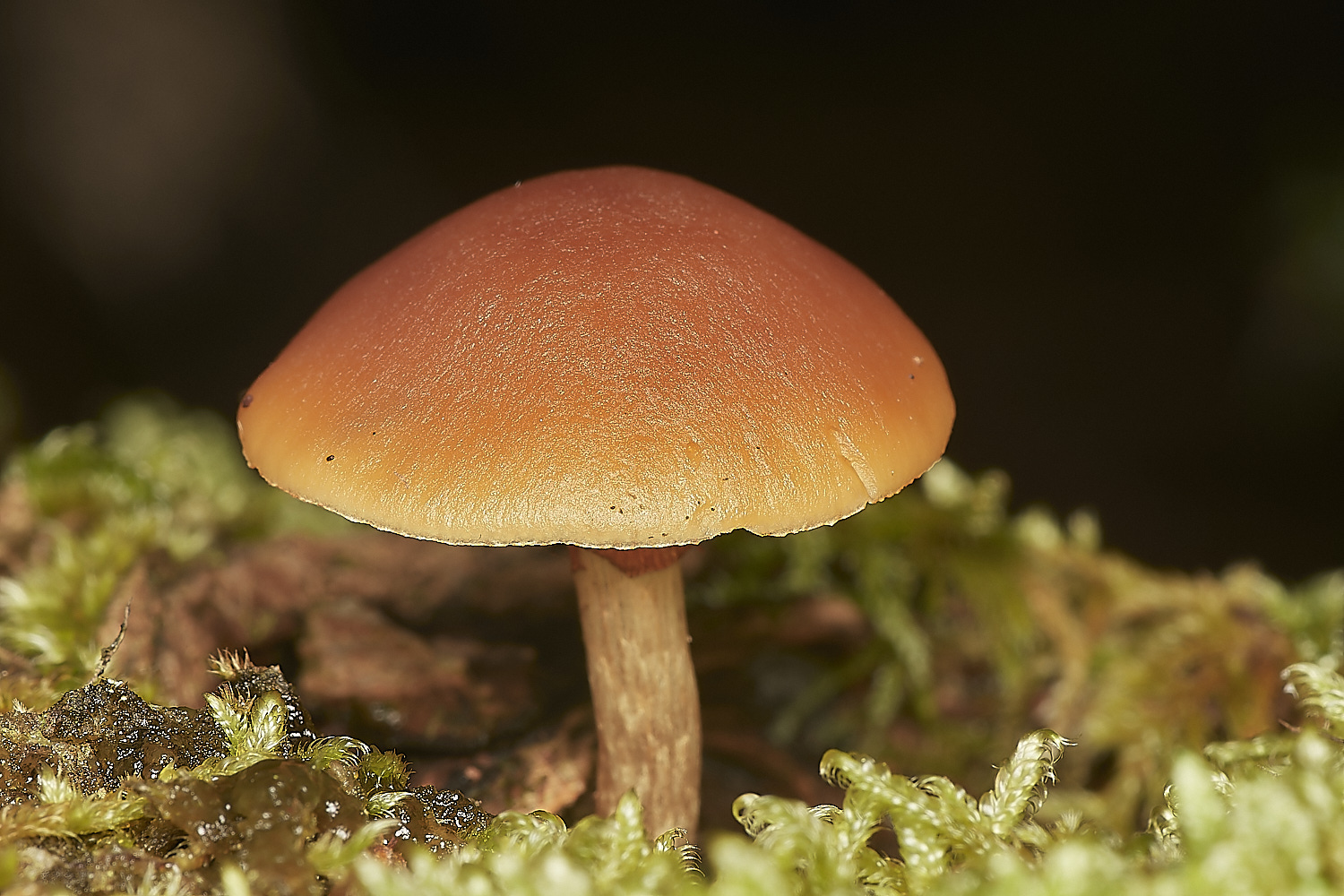 CrostwightHeathRustgill171021-NEF_DxO_DeepPRIMEXD