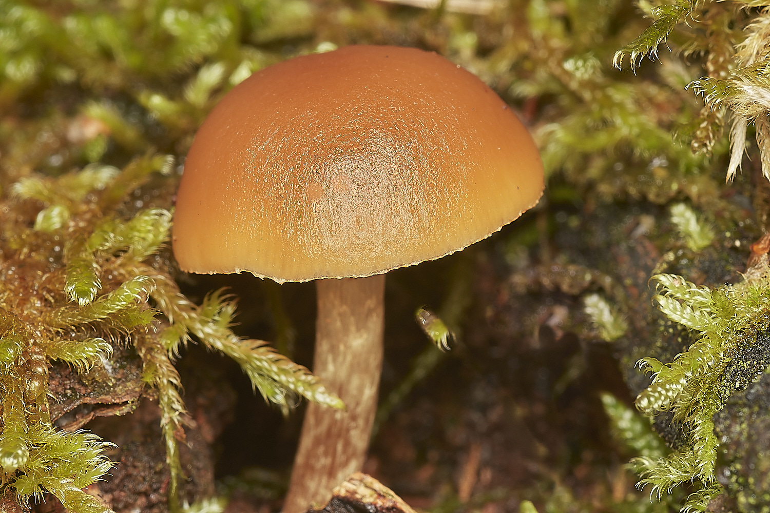 CrostwightHeathRustgill171023-2-NEF_DxO_DeepPRIMEXD