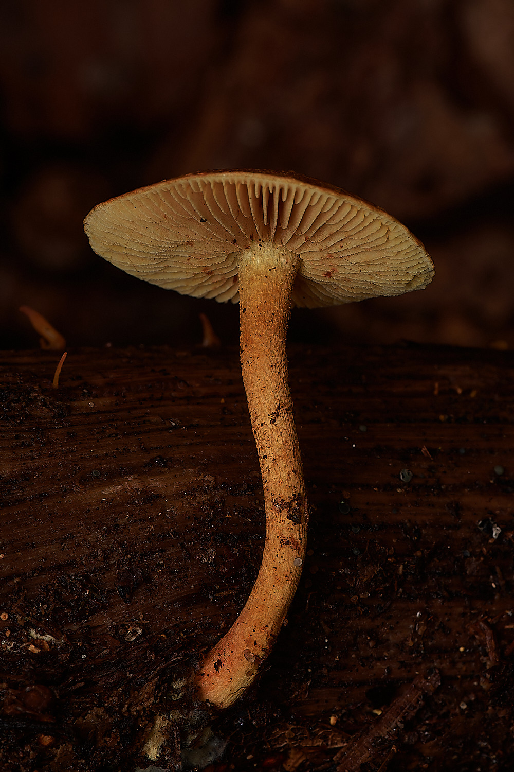 CrostwightHeathRustgill171023-3-NEF_DxO_DeepPRIMEXD