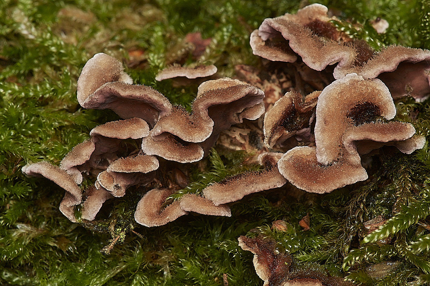 CrostwightHeathSilver171023-1