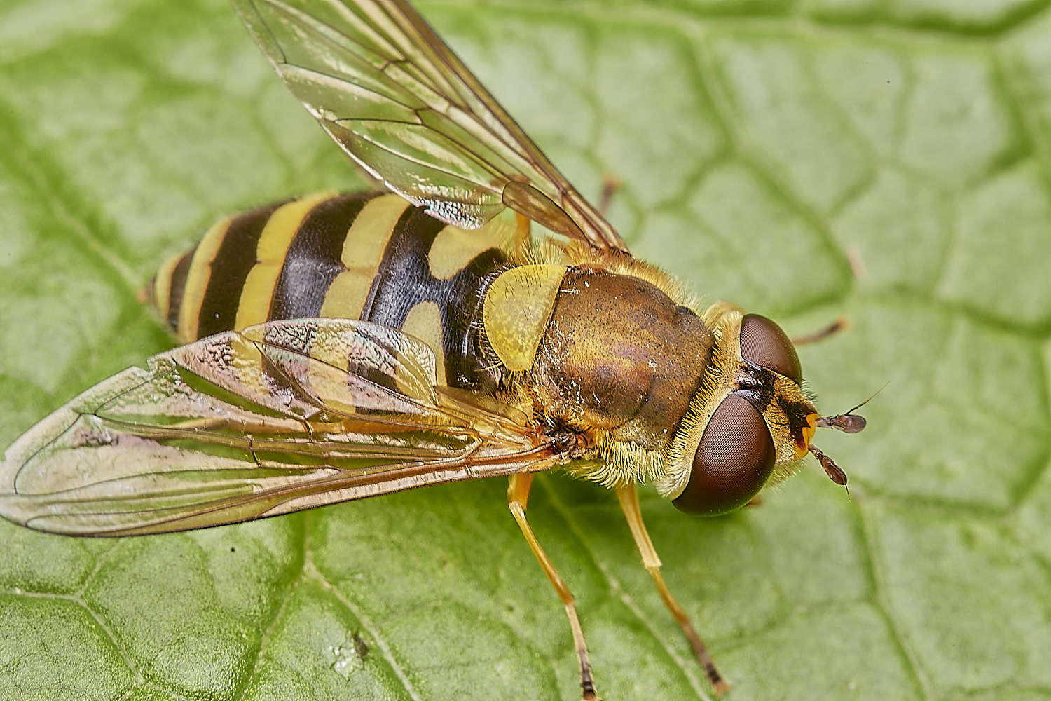 CrostwightHeathSyrphusSp171023-1-NEF_DxO_DeepPRIMEXD