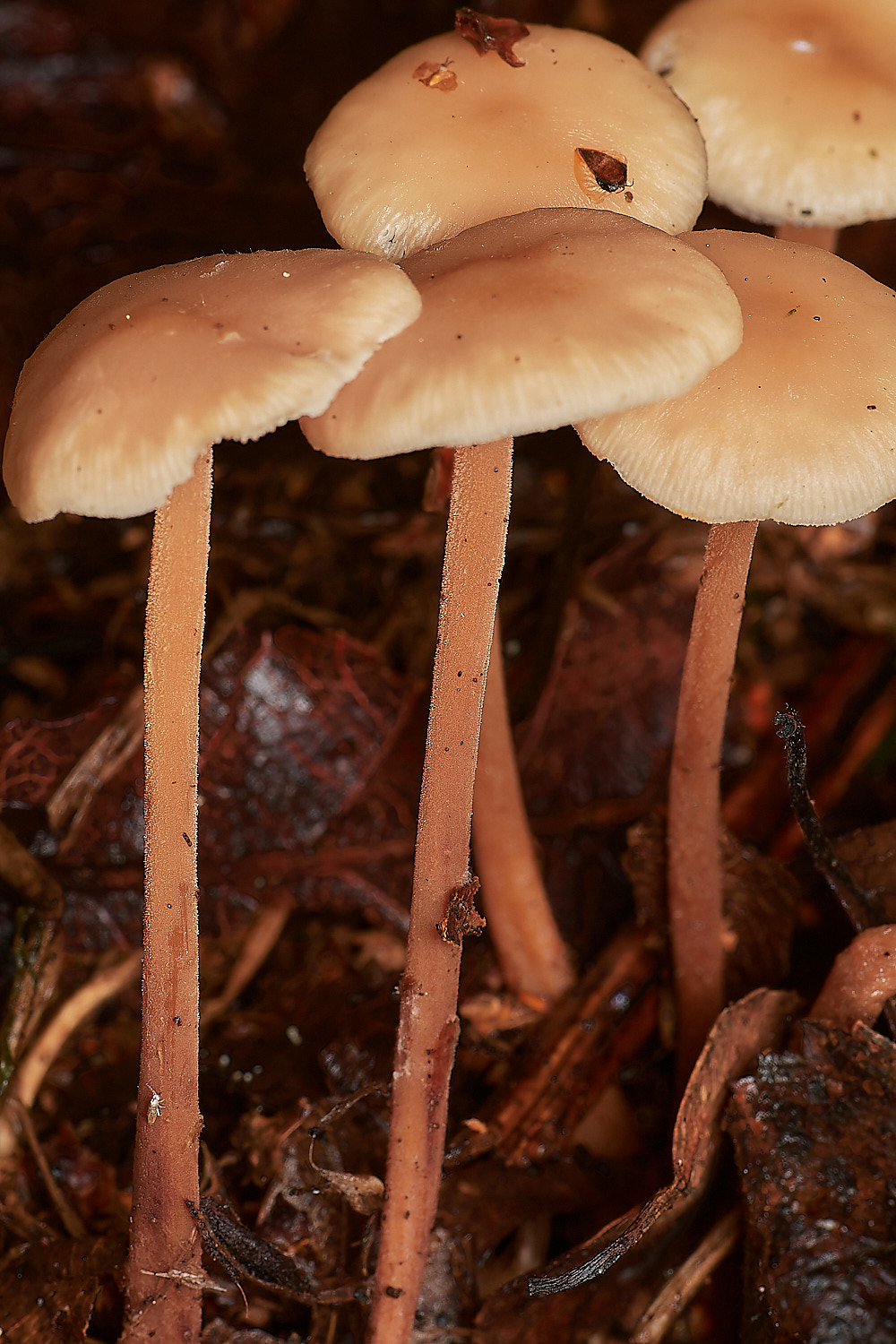 CrostwightHeathToughShank171023-1-NEF_DxO_DeepPRIMEXD