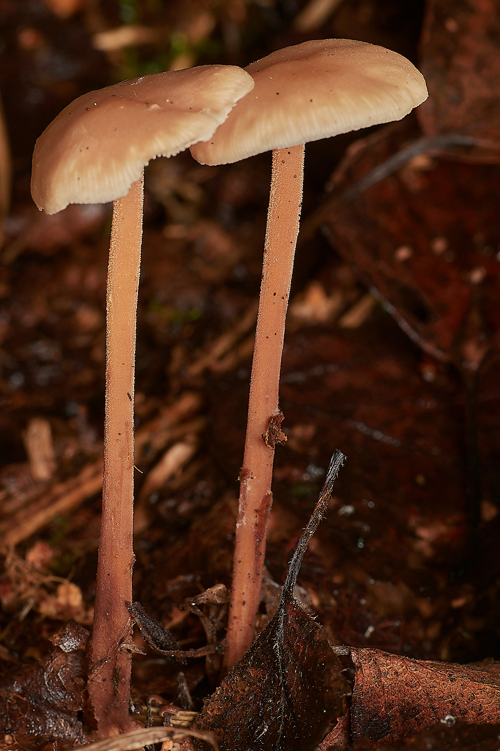 CrostwightHeathToughshank171023-2-NEF_DxO_DeepPRIMEXD