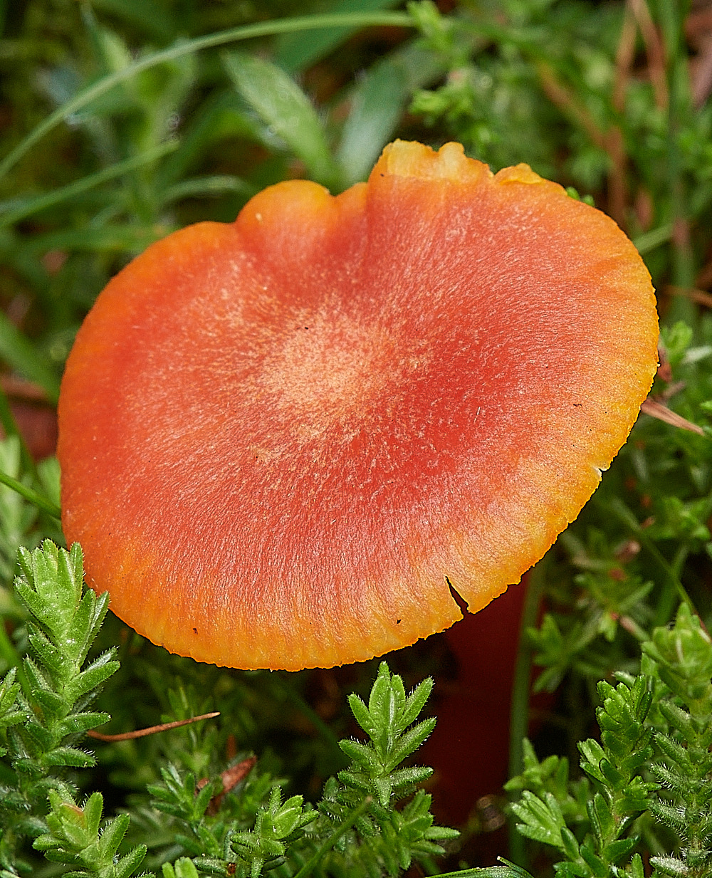 CrostwightheathWaxcap171023-1