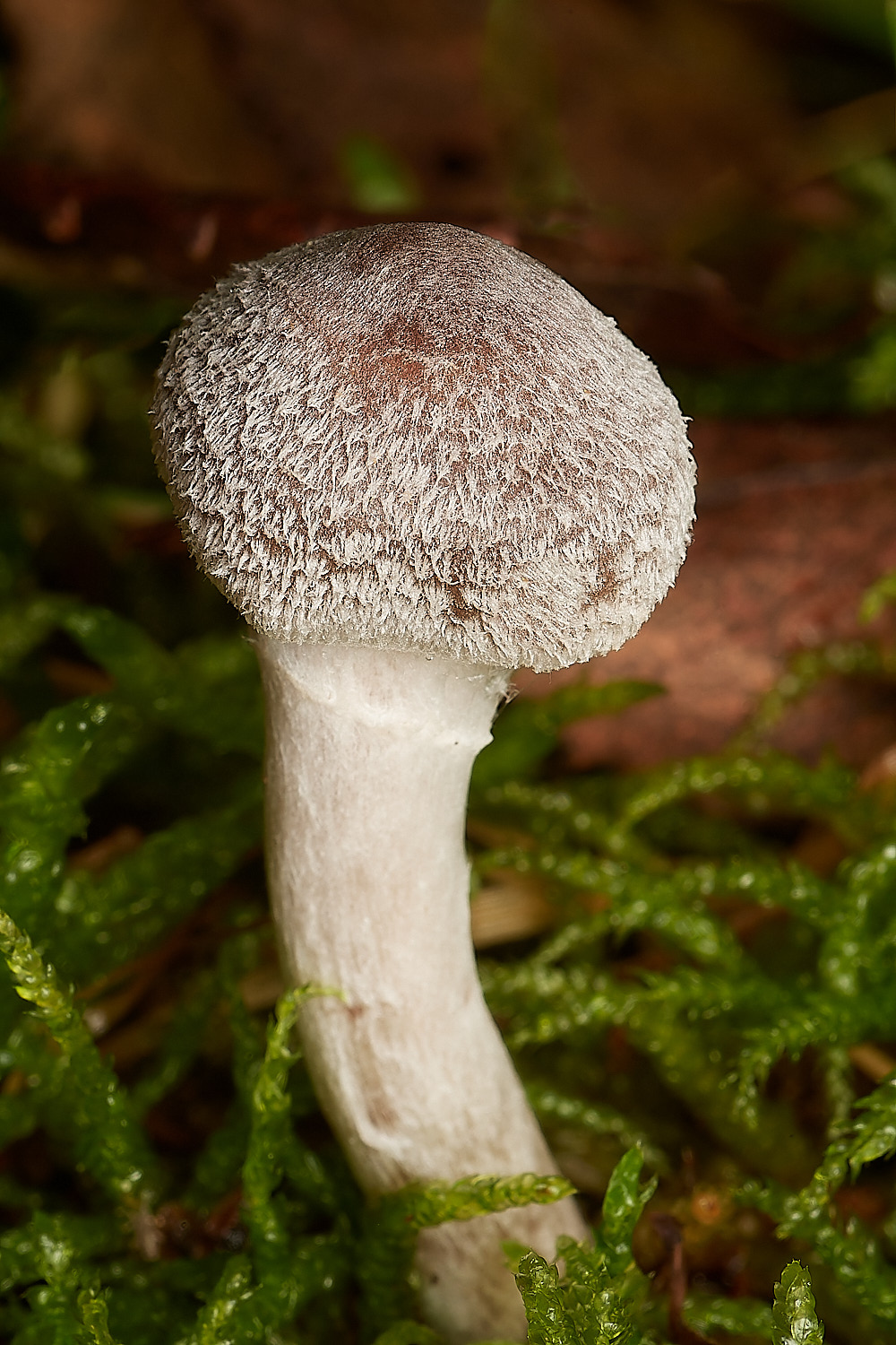 CrostwightHeathWebcap171023-1-NEF_DxO_DeepPRIMEXD