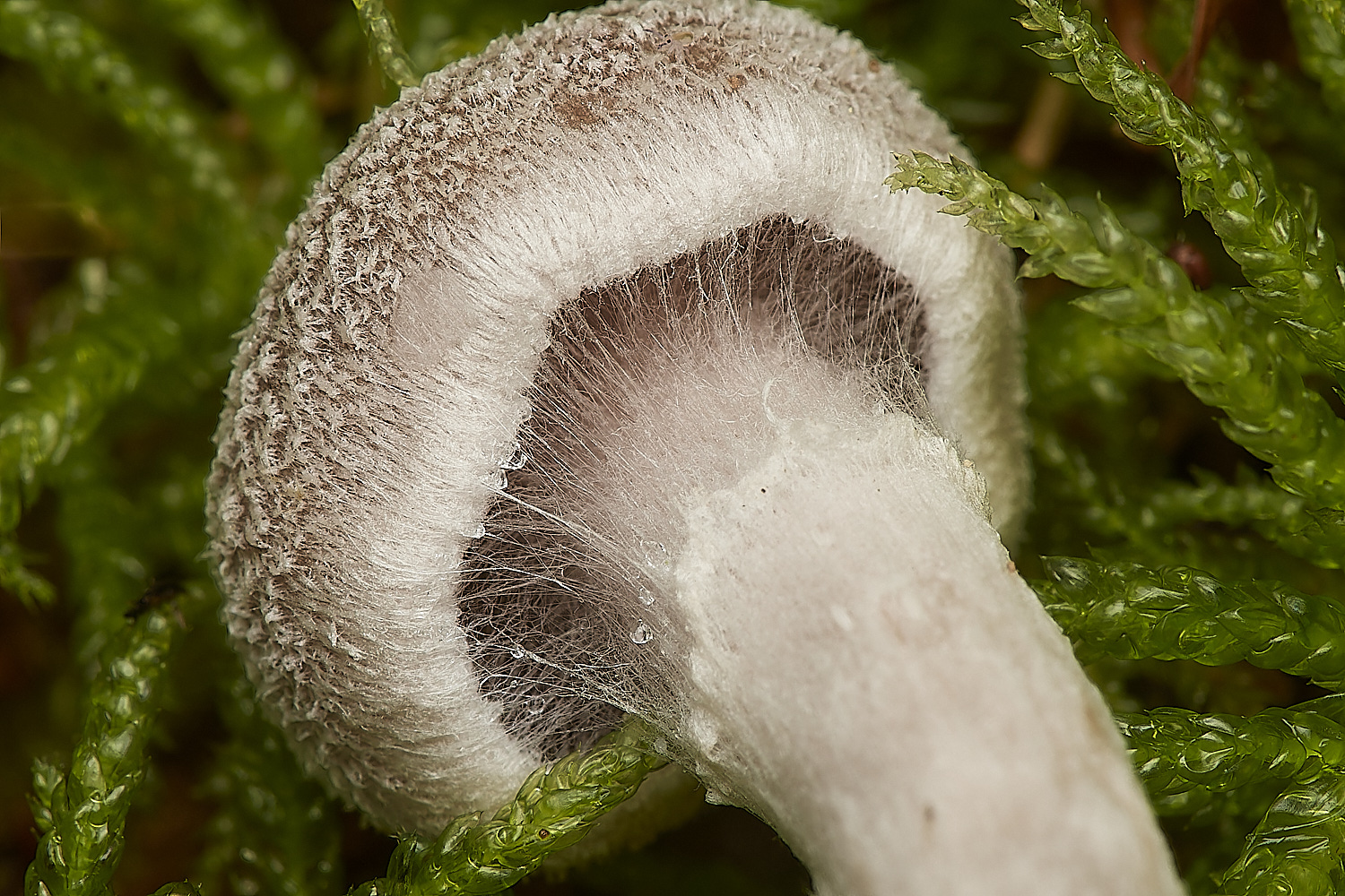 CrostwightHeathWebcap171023-2-NEF_DxO_DeepPRIMEXD