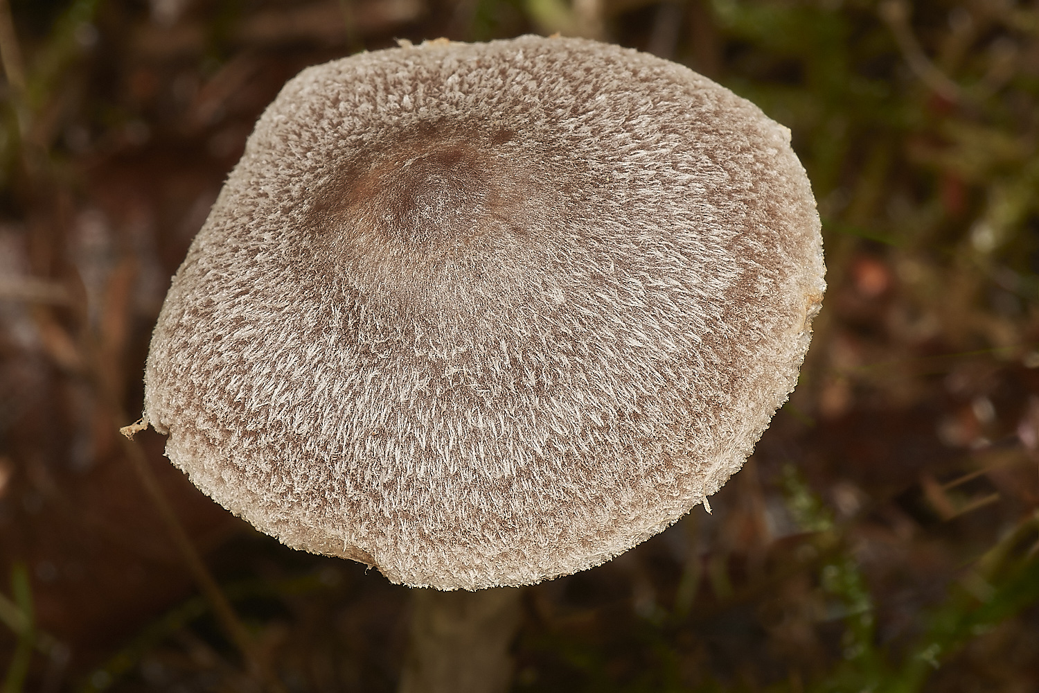 CrostwightHeathWebcap171023-3-NEF_DxO_DeepPRIMEXD