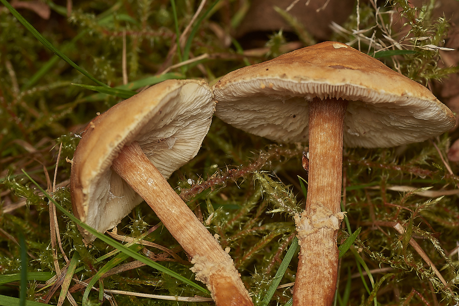 CrostwightHeathYellowSocks171023-1-NEF_DxO_DeepPRIMEXD