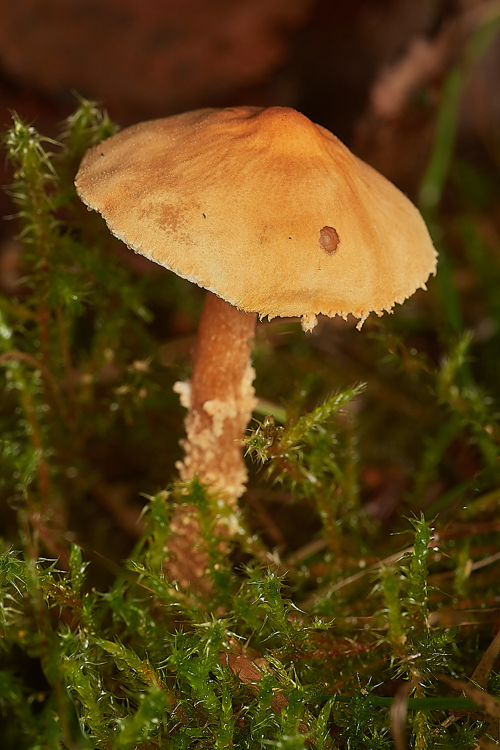 CrostwightHeathYellowSocks171023-2-NEF_DxO_DeepPRIMEXD