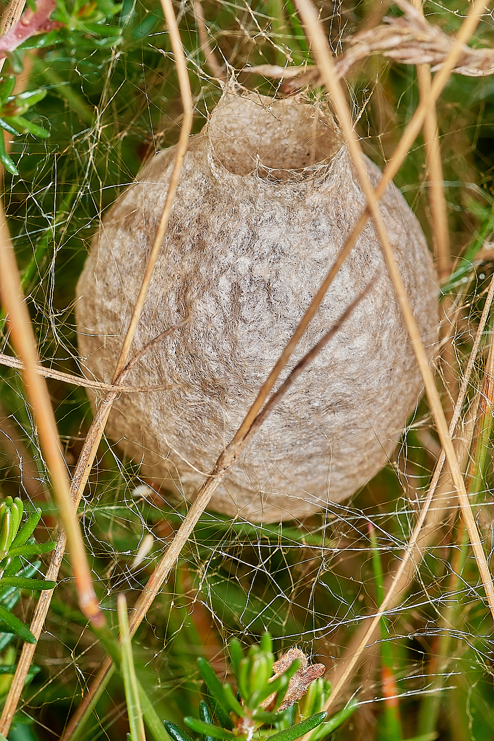 CrostwightHeatWaspSpider2171023-1-NEF_DxO_DeepPRIMEXD