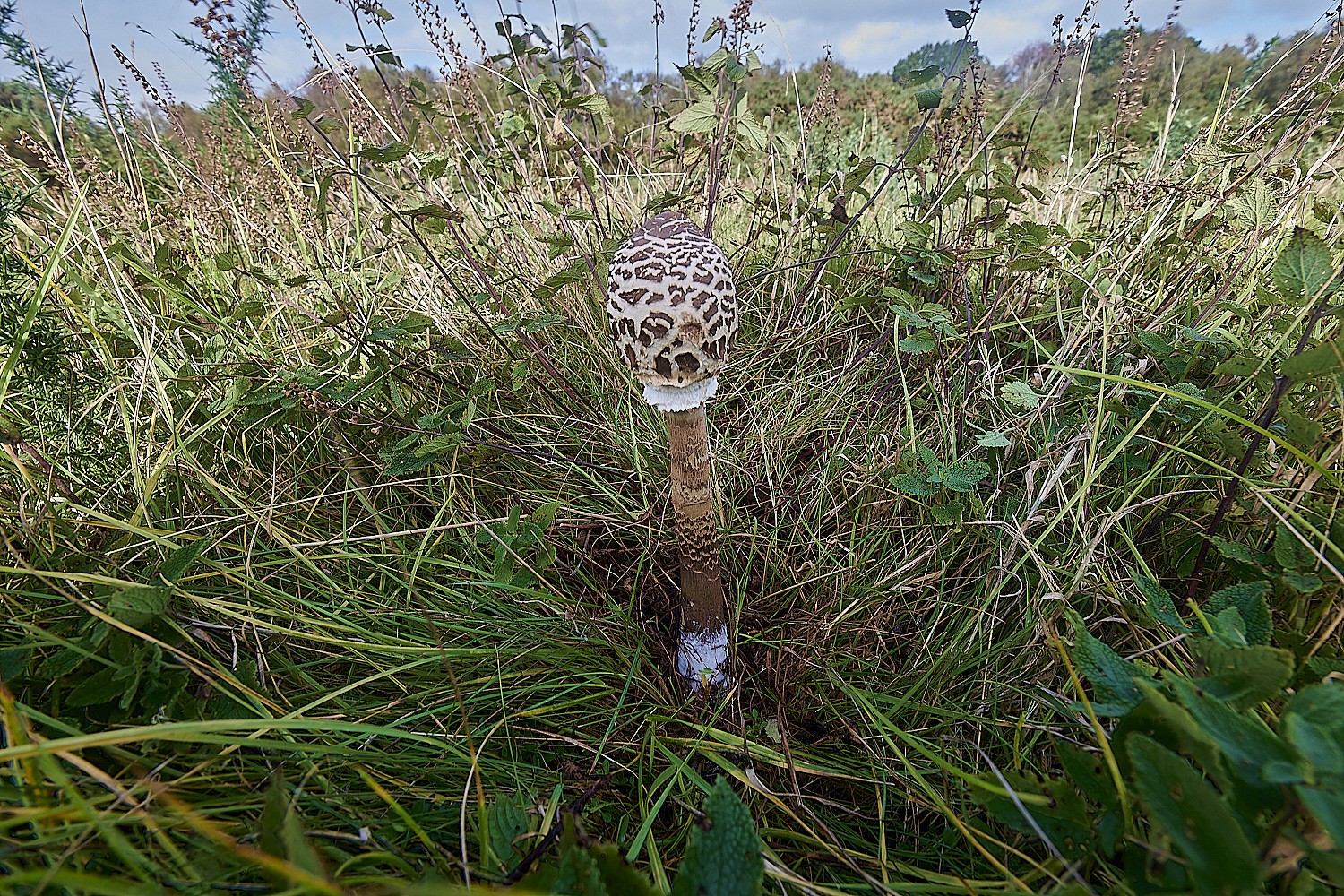 CrostwrightHeathParasol171023-1-NEF_DxO_DeepPRIMEXD