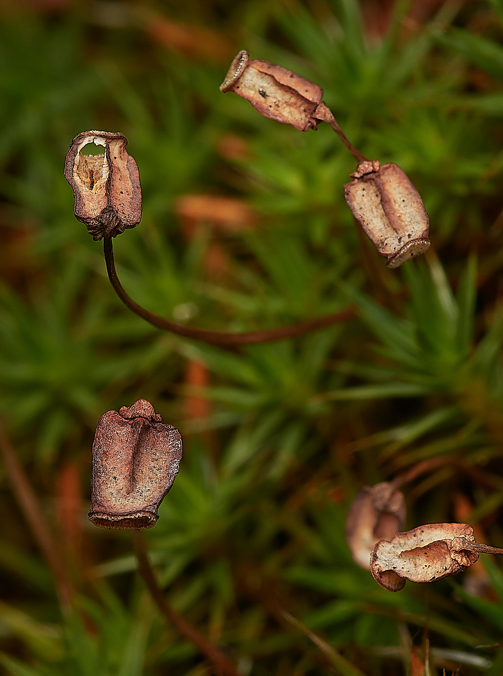CrostwrightHeathPolytrichum171023-1-NEF_DxO_DeepPRIMEXD